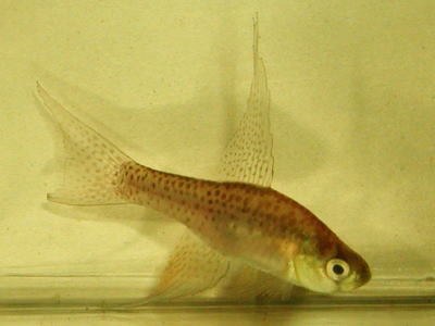 スワローキリーの写真