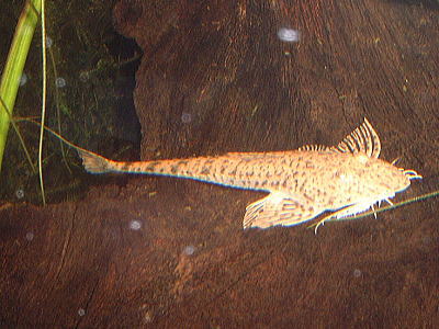 ツチノコロリカリアの写真